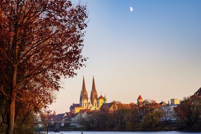 Trees in city against clear sky during autumn