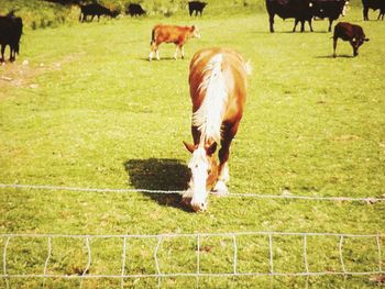 Horse grazing on grassy field