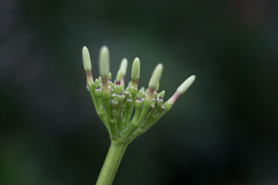 Close-up of flower bud