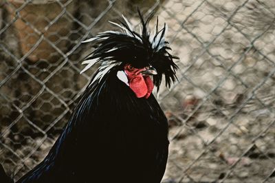 Close-up of rooster