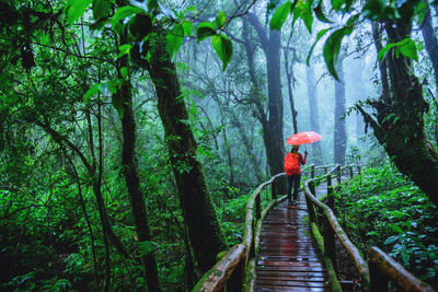 Woman standing on wooden footbridge amidst trees in forest