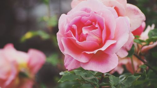 Close-up of pink rose