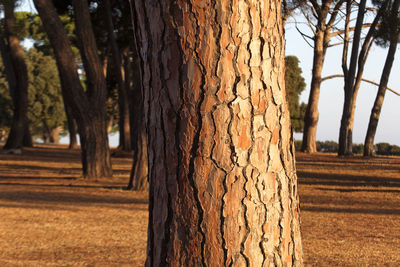 Close-up of tree trunk