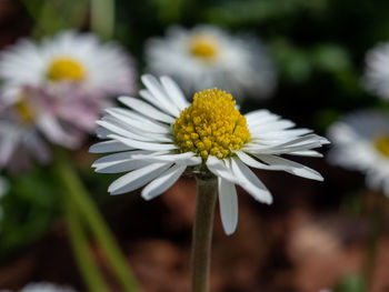 Close-up of white flowering plant