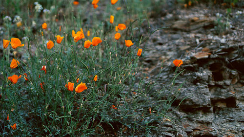 Close-up of orange flowering plants on field