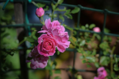 Close-up of pink rose