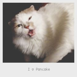 domestic cat