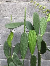 High angle view of wet succulent plant