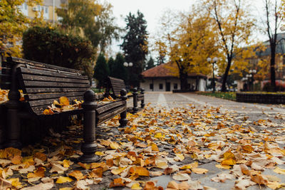 Autumn leaves fallen in park
