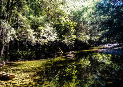 Scenic view of river amidst trees in forest