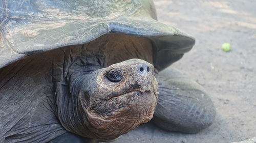 Close-up of tortoise