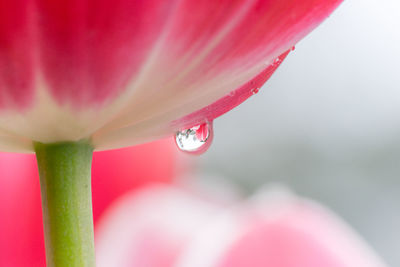 Close-up of dew drop on pink tulips in park