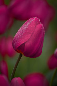 Close-up of pink flower