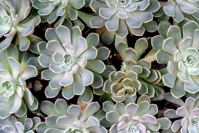 Full frame shot of plants