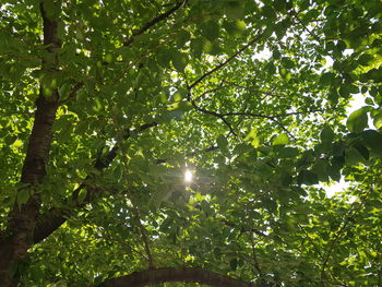 Low angle view of sunlight streaming through tree