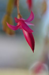 Close-up of pink day lily blooming outdoors