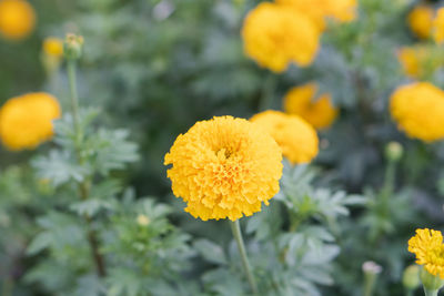 Close-up of yellow marigold flower