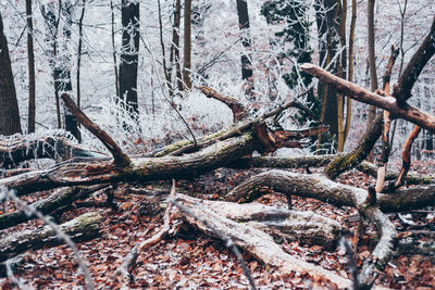 Fallen tree in forest during winter