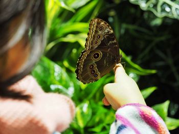 Close-up of hand holding butterfly