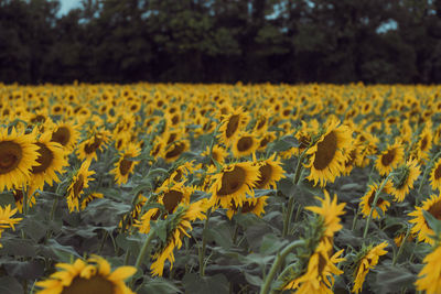 Close-up of yellow flowering plants on field