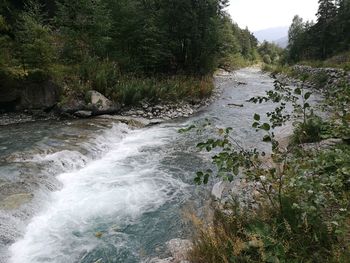 Scenic view of river in forest against sky