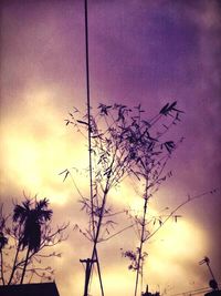 Low angle view of silhouette trees against sky at sunset