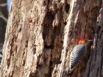 Close-up of lizard on tree trunk