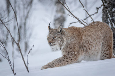 Lynx in a snow