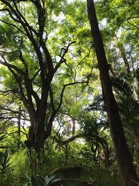 Low angle view of trees in forest