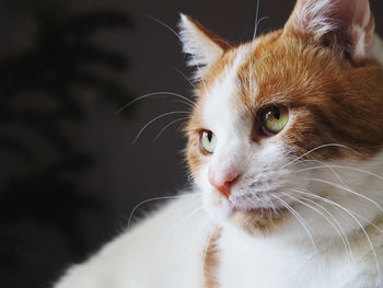 Close-up portrait of a cat