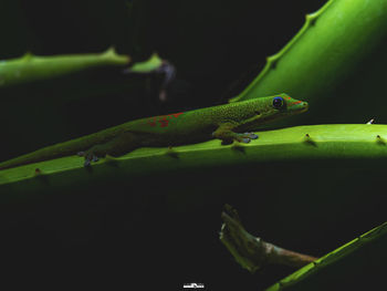 Close-up of lizard on leaf at night