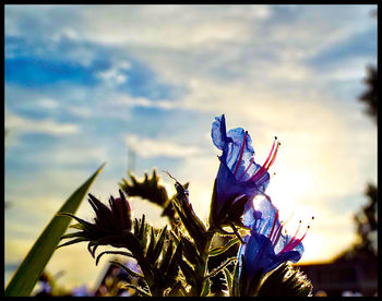 Close-up of purple flowers against blue sky