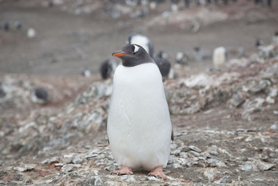 Close-up of penguin