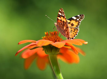 Butterfly and dahlia on a wonderful summer day