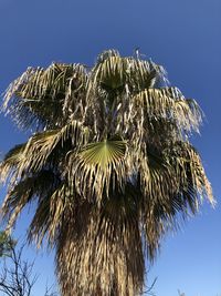 Low angle view of palm tree against clear blue sky