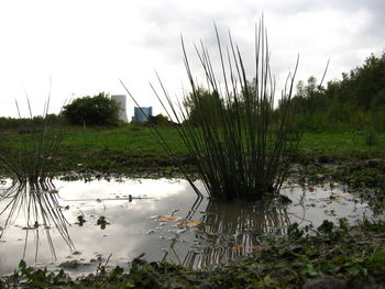 Close-up of plants growing in pond