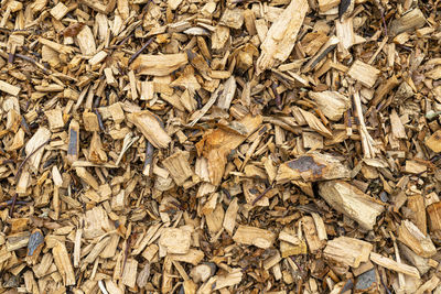 Full frame shot of dried plant