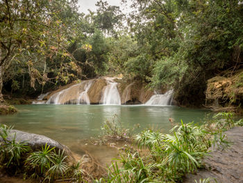 Scenic view of waterfall in forest