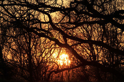 Bare trees at sunset