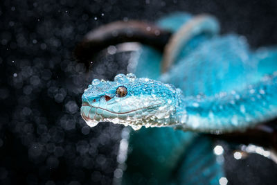 Close-up of turtle in water