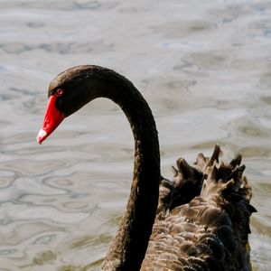 Close-up of swan on lake