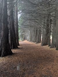 Dirt road amidst trees in forest