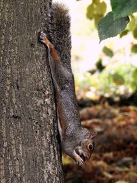 Close-up of squirrel eating fruit on tree