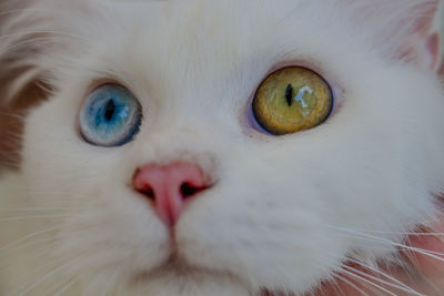 Close-up portrait of a cat