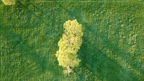 High angle view of yellow leaf on field