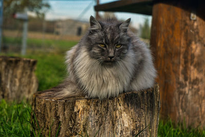 Close-up portrait of a cat