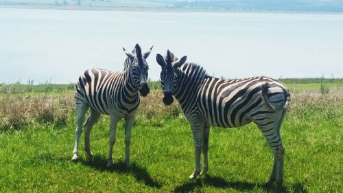 Zebras on grass landscape standing by lakeside