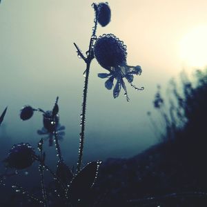 Close-up of plant against blurred background