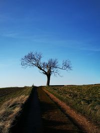 Bare tree on field against clear blue sky