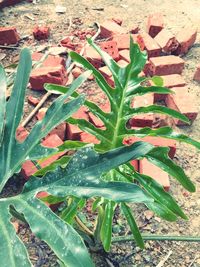 High angle view of succulent plant on field